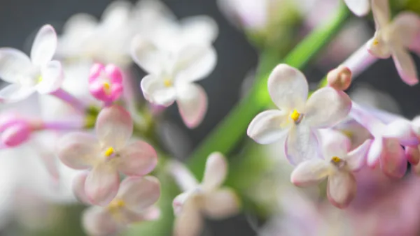 Flowers and flower buds